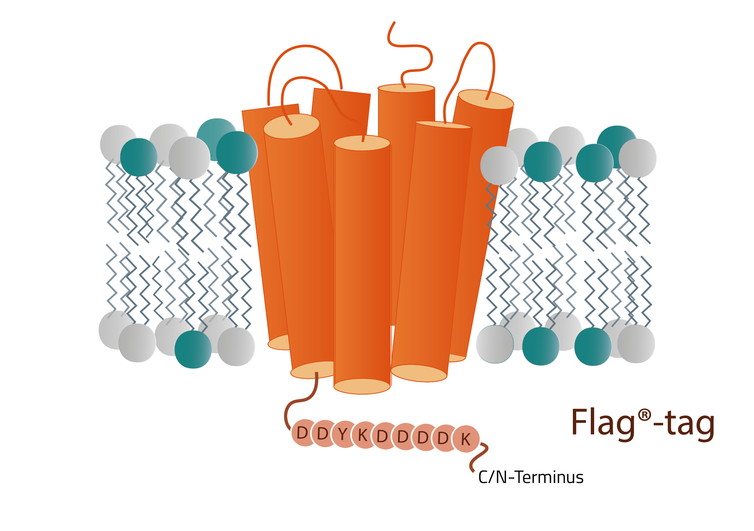 Protein with Flag tag